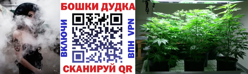 Каннабис сатива  Анапа 